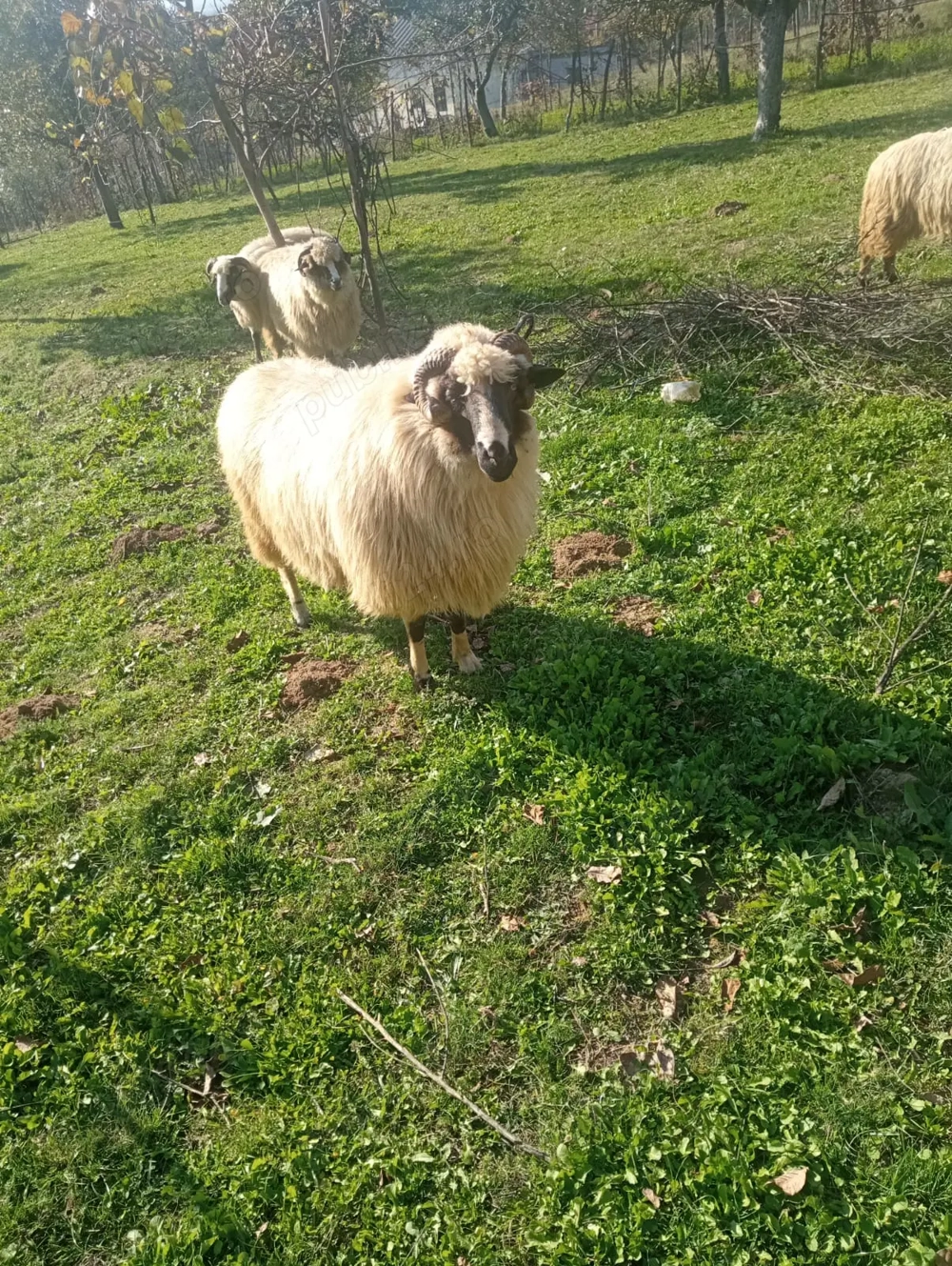 Vând berbec breaz, 3 ani. 