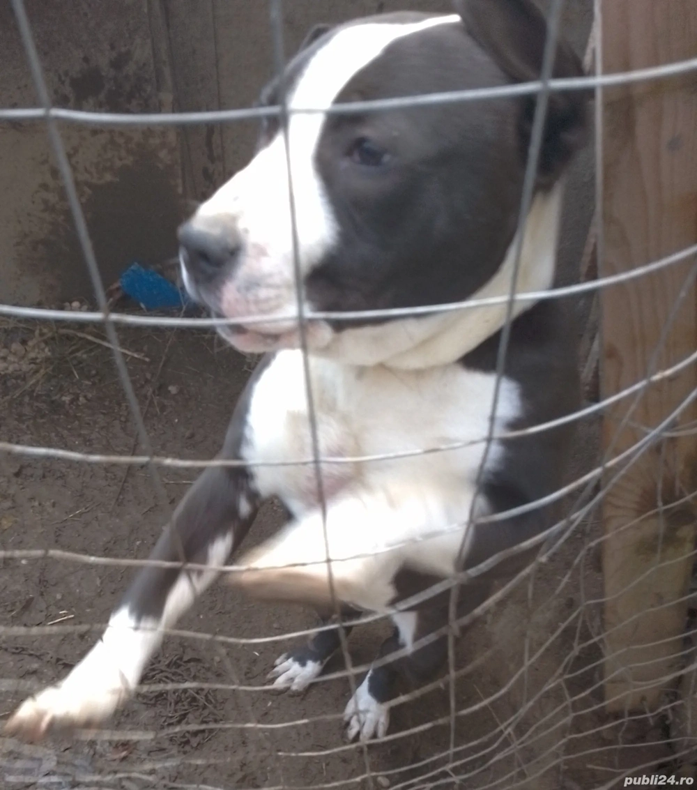 Amstaff de vânzare Amstaff de vânzare