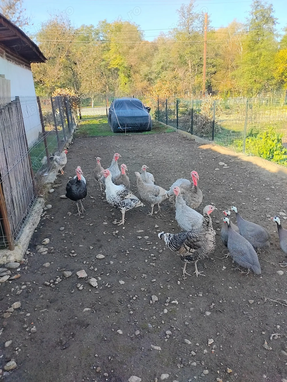 Curci de casă , pentru vânzare ! Curci de casă , pentru vânzare !