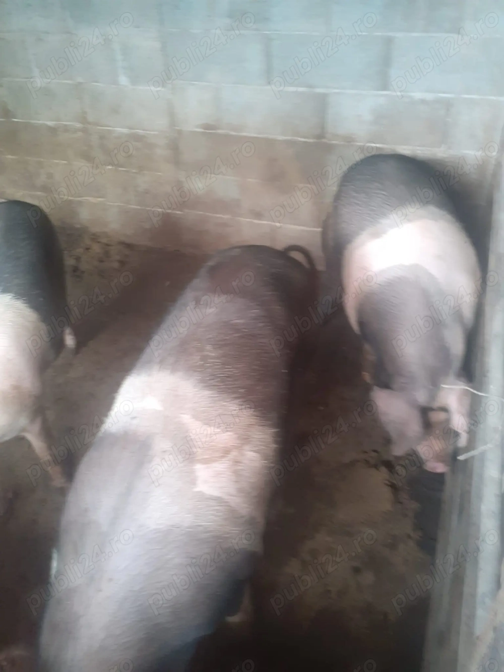 Vand 3  porci bazna cu rezervare pt Craciun intre 130-160 kg