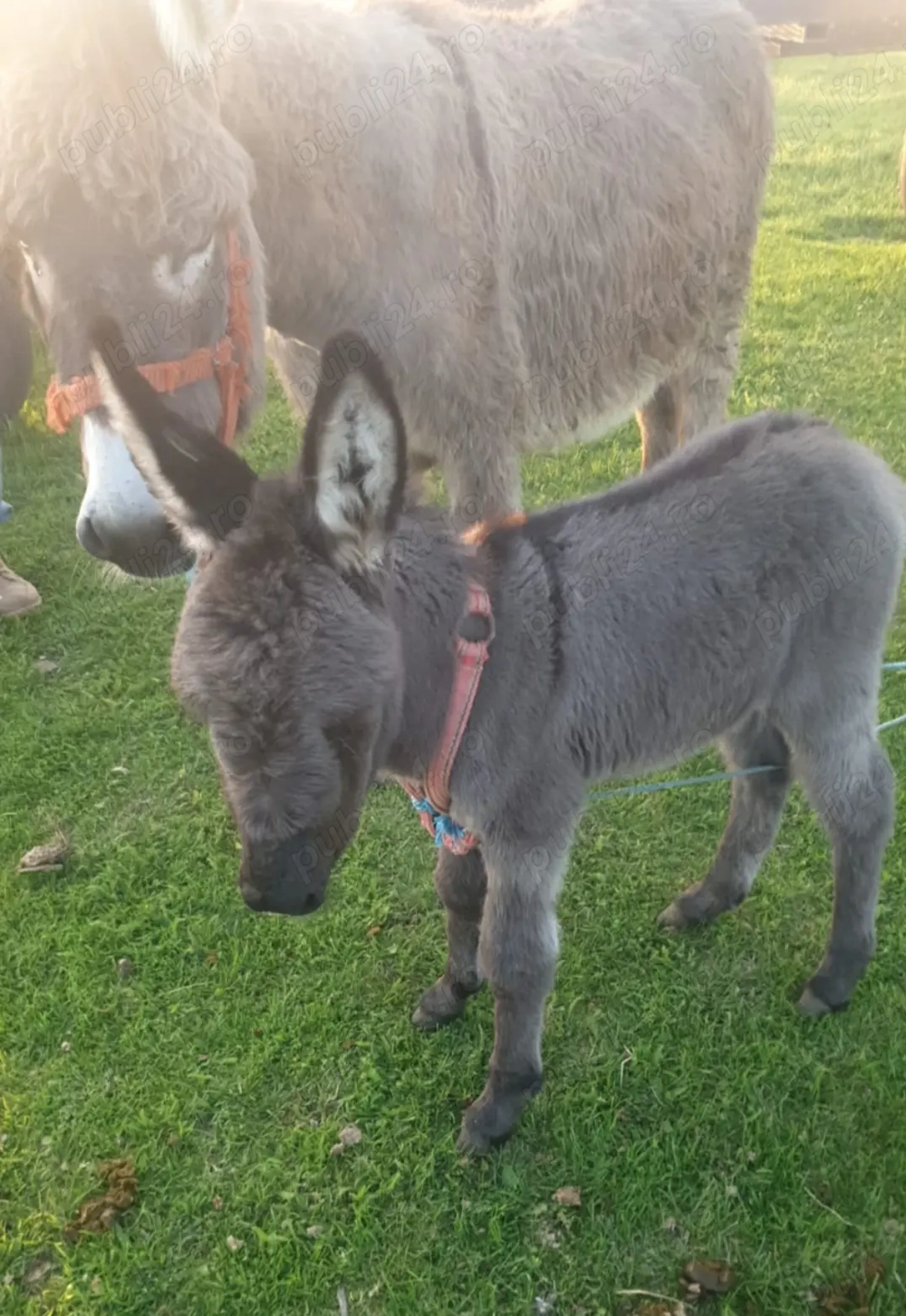Vând magarița cu manz  si armăsar 