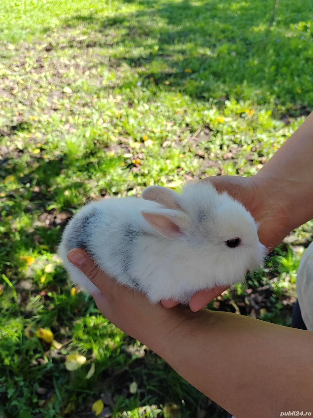 Vând iepurasi pitici diverse culori 