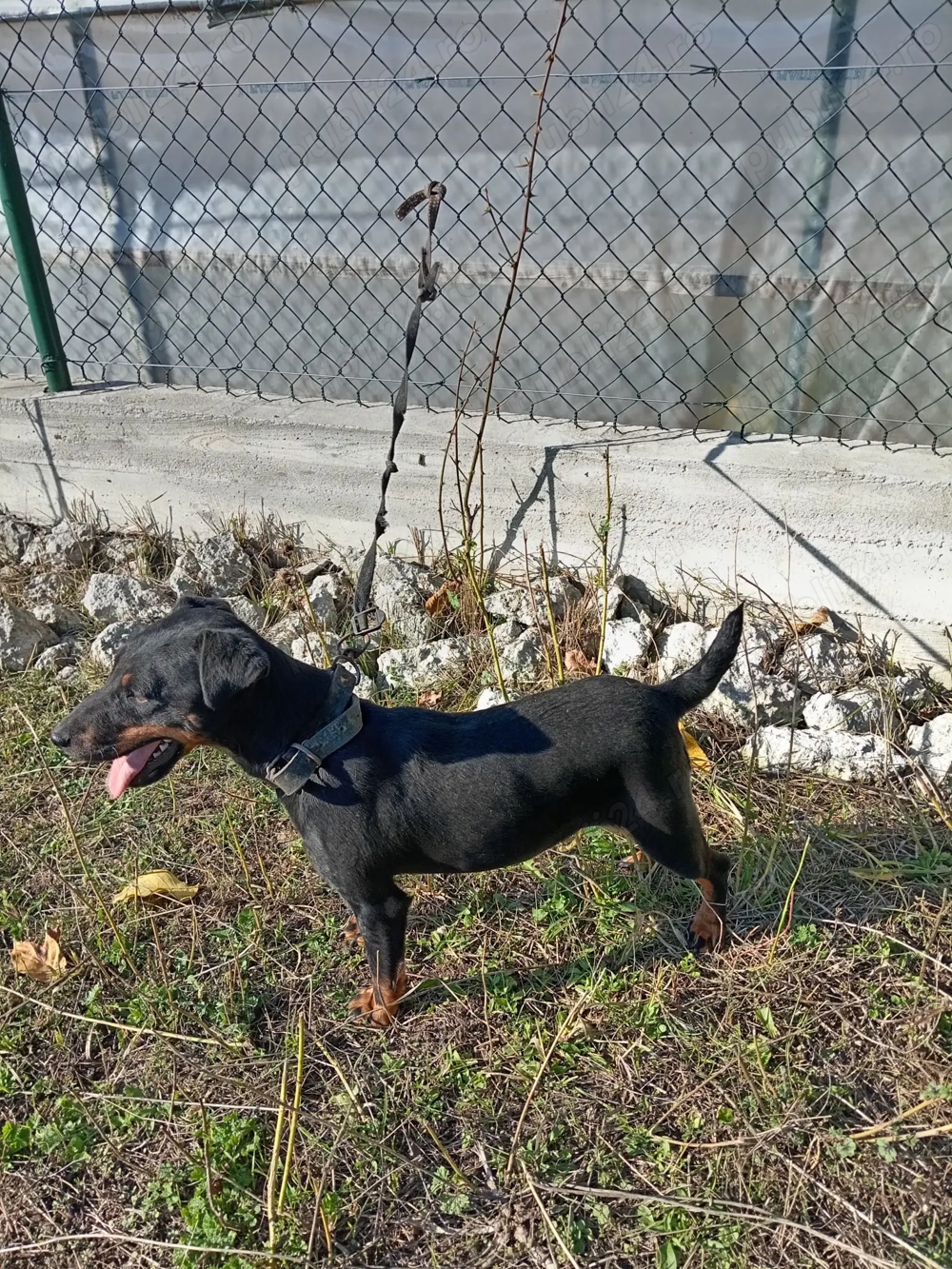 Jachterier femela foarte activa 