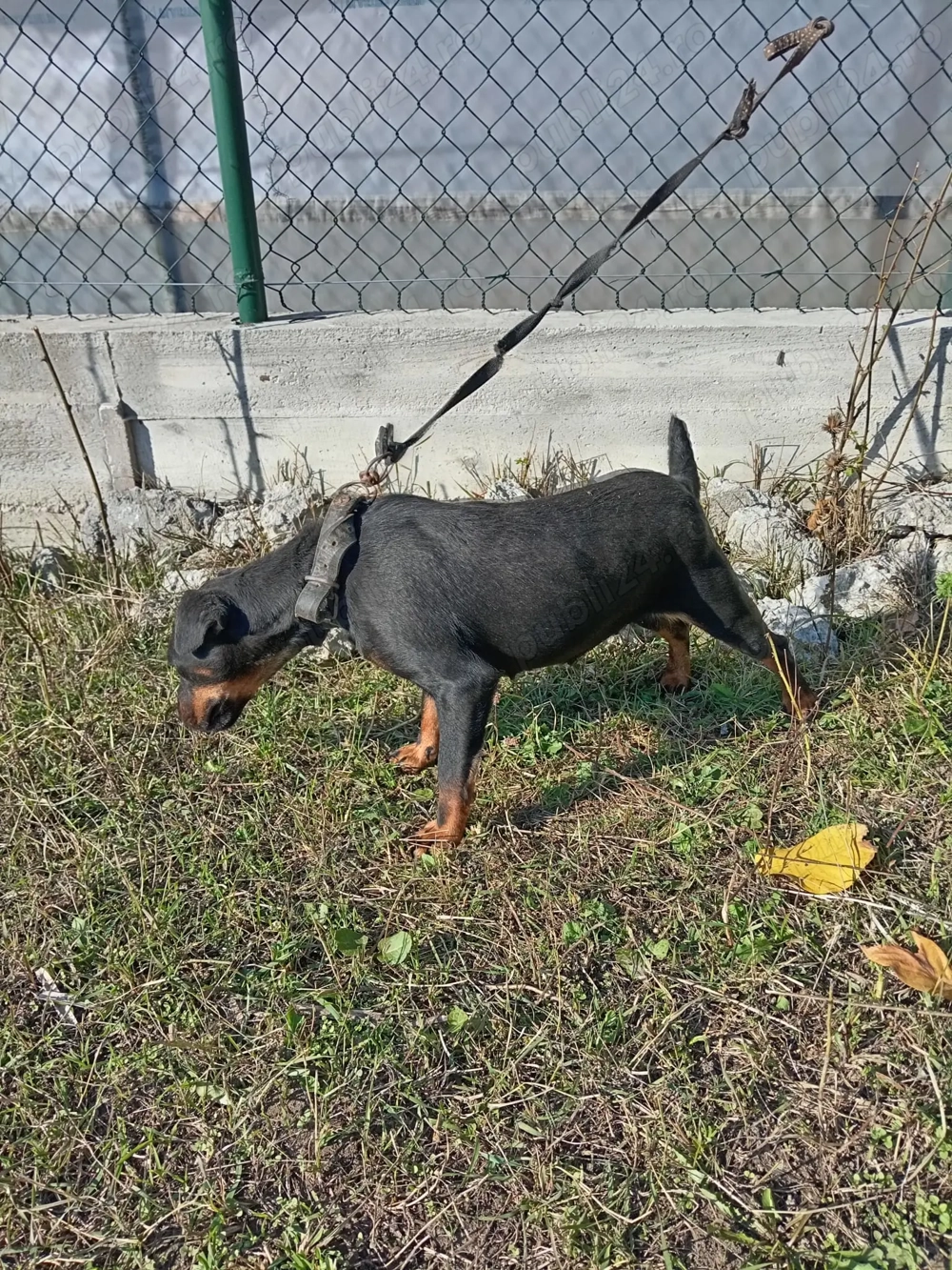 Jachterrier femela vârstă 2 ani 