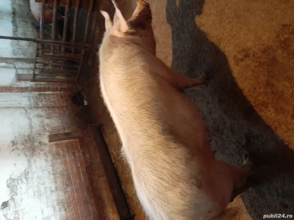 vand scroafa vand scroafa