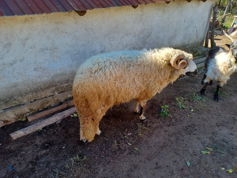 Berbec de rasă de vânzare Berbec de rasă de vânzare