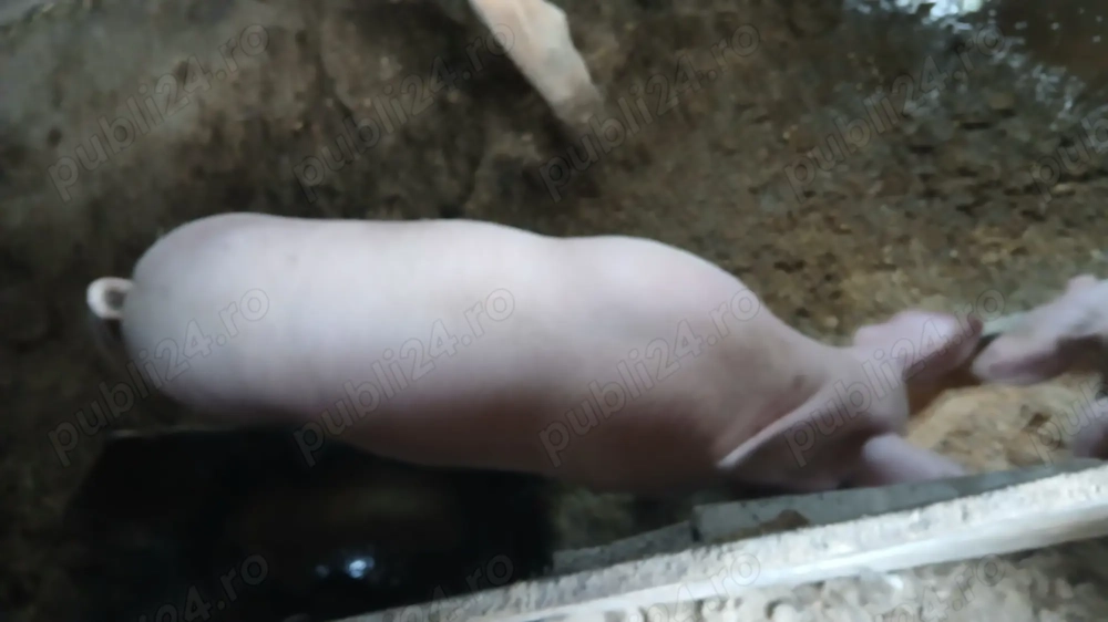 Vand purceii sau schimb cu berbeci  capre sanen