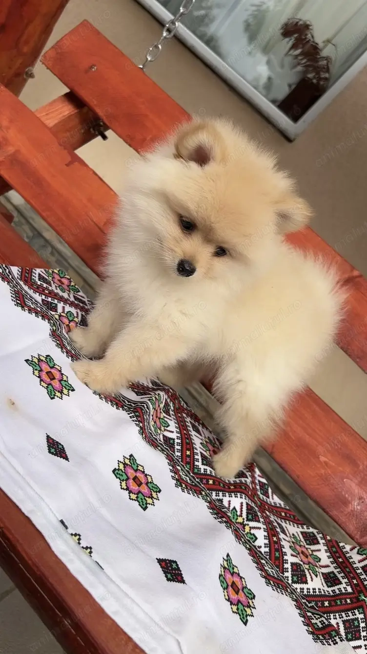 Pomeranian Disponibil 