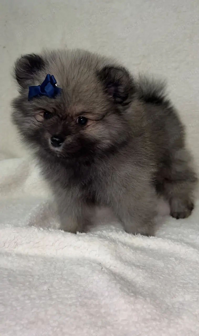 Pomeranian disponibil