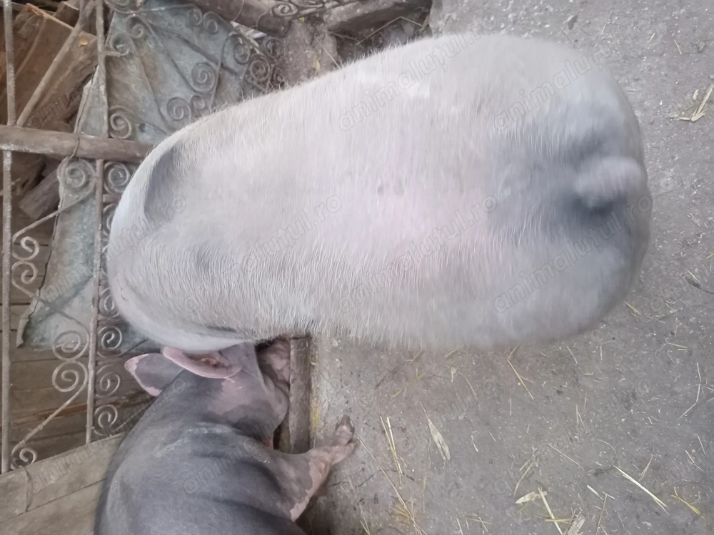 Vand porc pietrain de tara