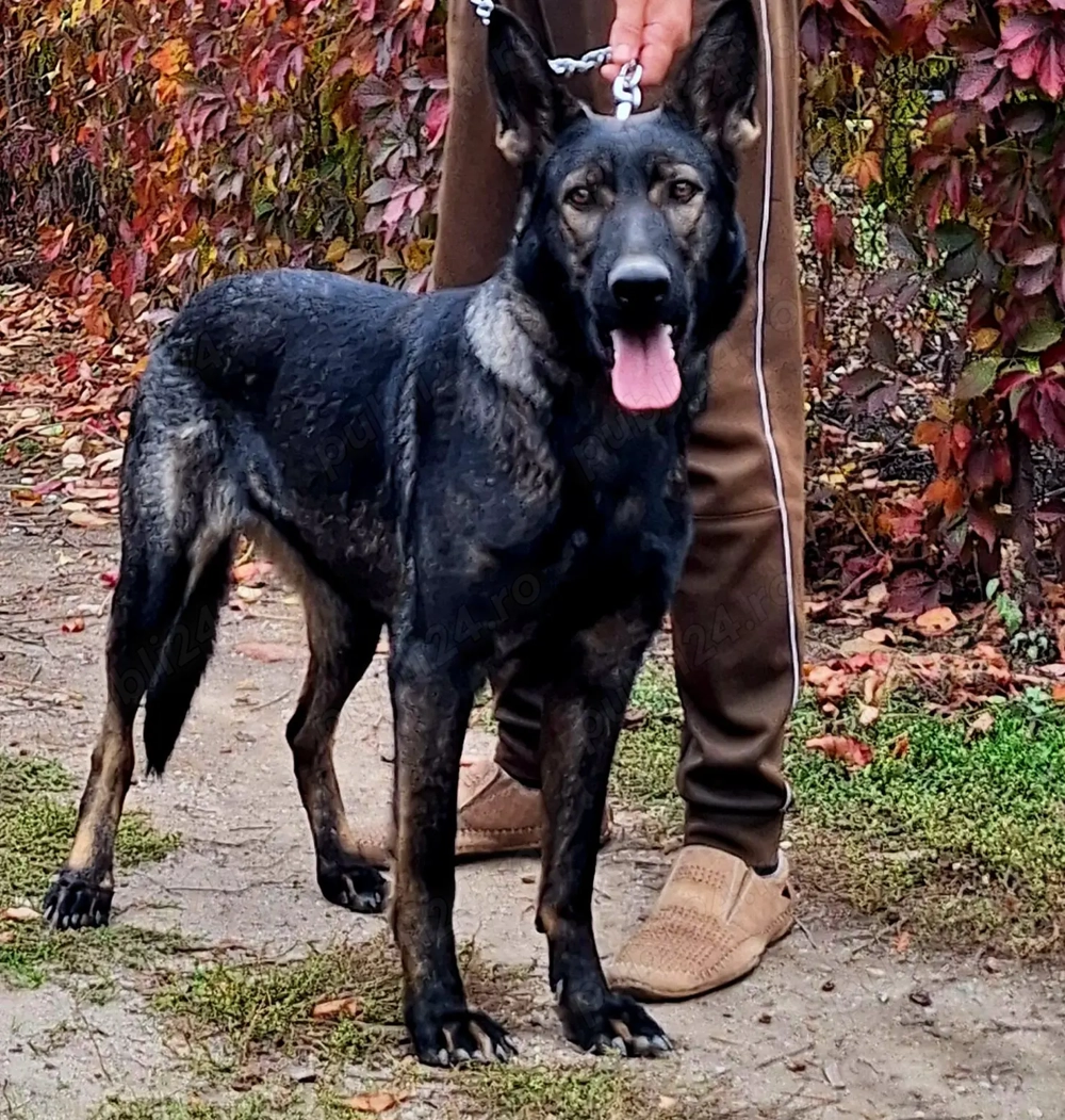 Femela Ciobanesc German 