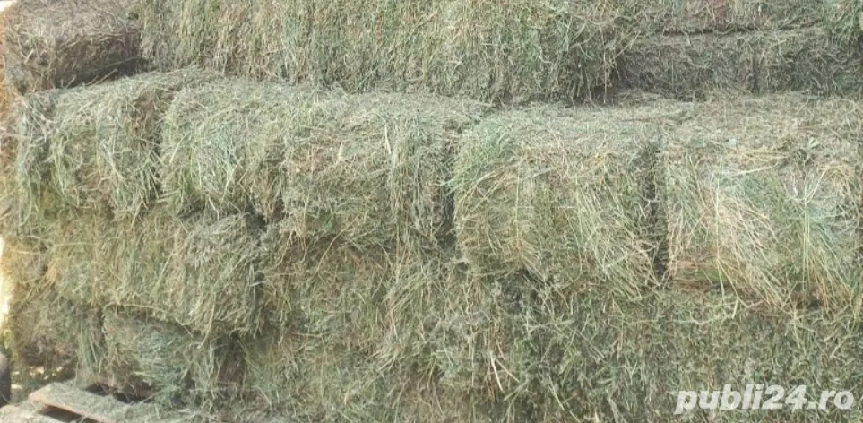 Baloți neplouați de vânzare iarbă şi ovăz fân  Baloți neplouați de vânzare iarbă şi ovăz fân