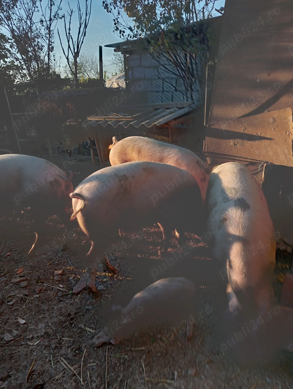 Vând porci pt Crăciun 120-140 kg Vând porci pt Crăciun 120-140 kg