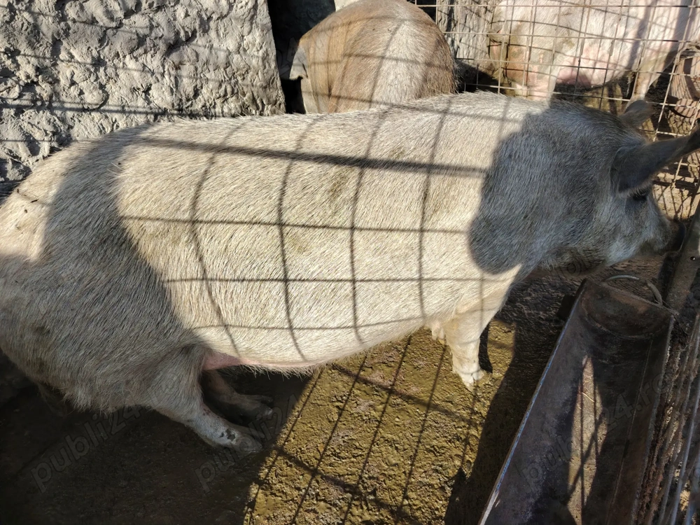 Porc de vânzare Porc de vânzare