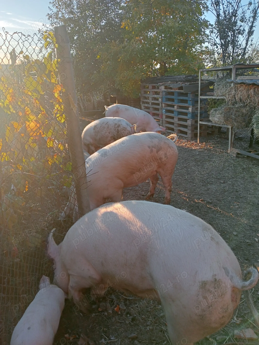 Vând porci 120-140 kg