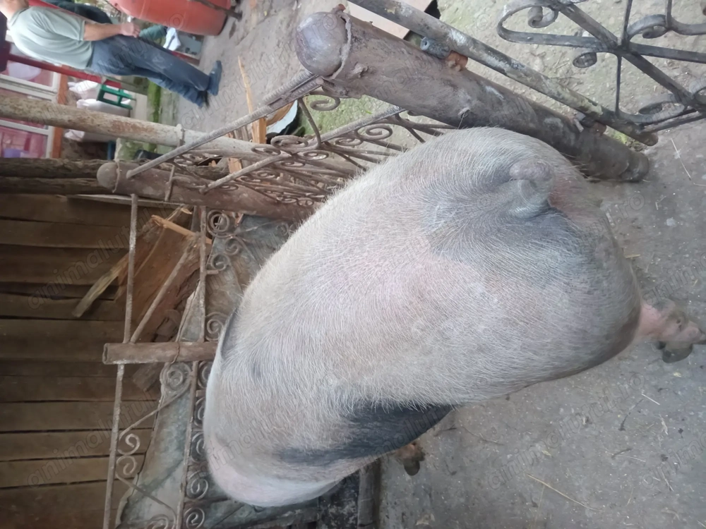 Vand porc pietrain de tara