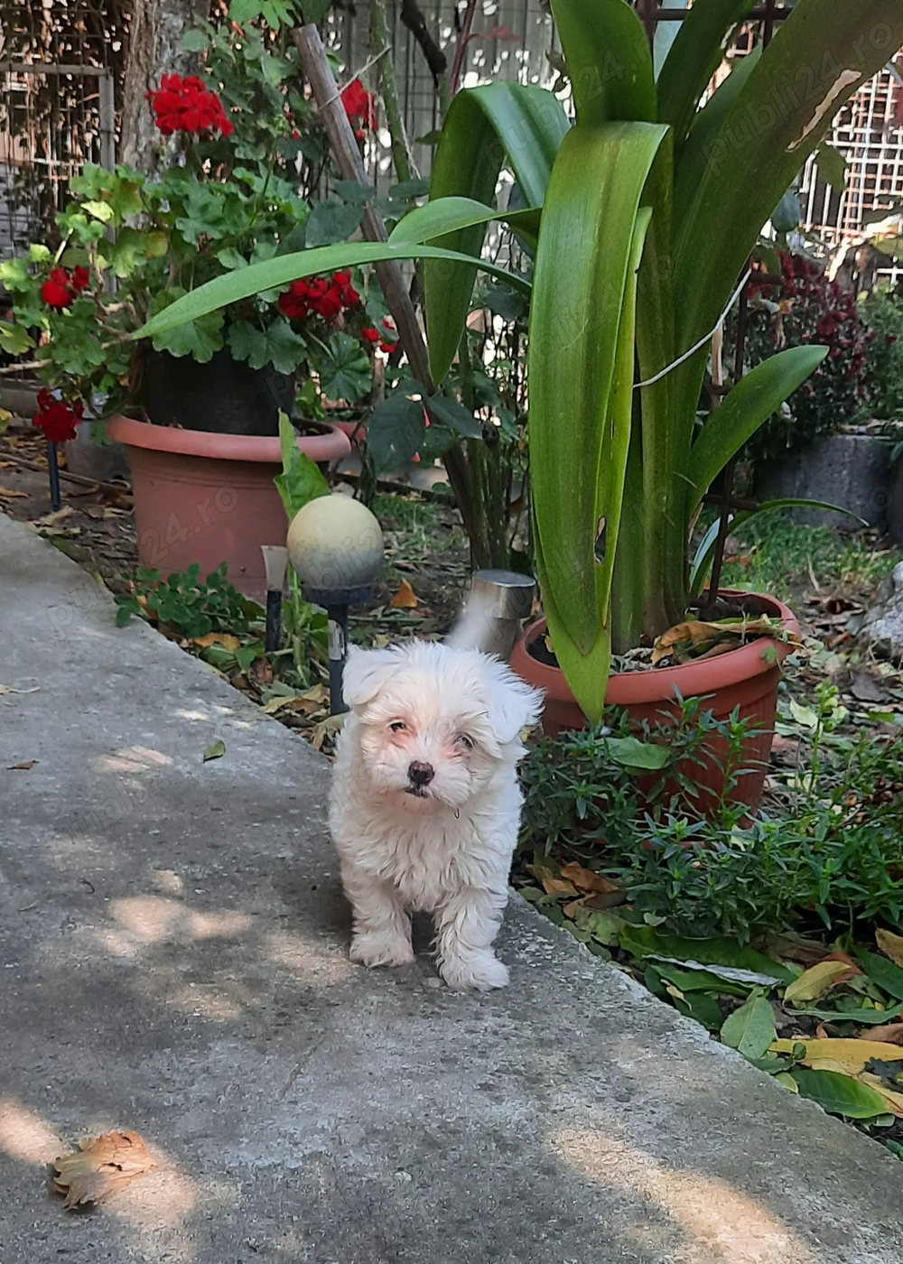 Femela bichon  de vânzare