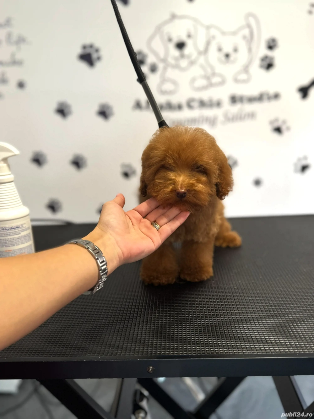 Pudel red fetita Pudel red fetita