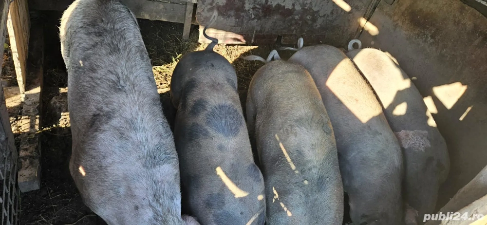 vand porci de carne vand porci de carne