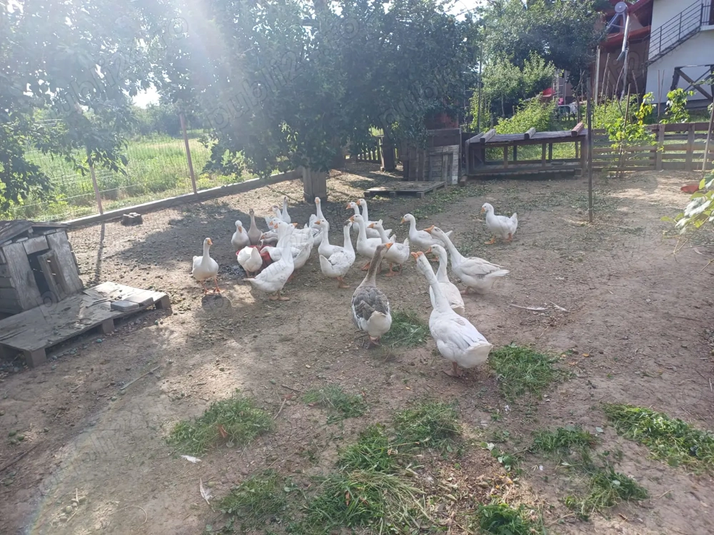 Gâște leșești de vanzare Gâște leșești de vanzare