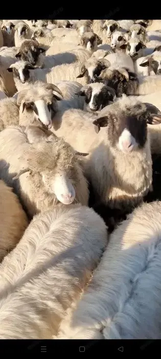 Vând 10 oi oacheșe tinere  Vând 10 oi oacheșe tinere