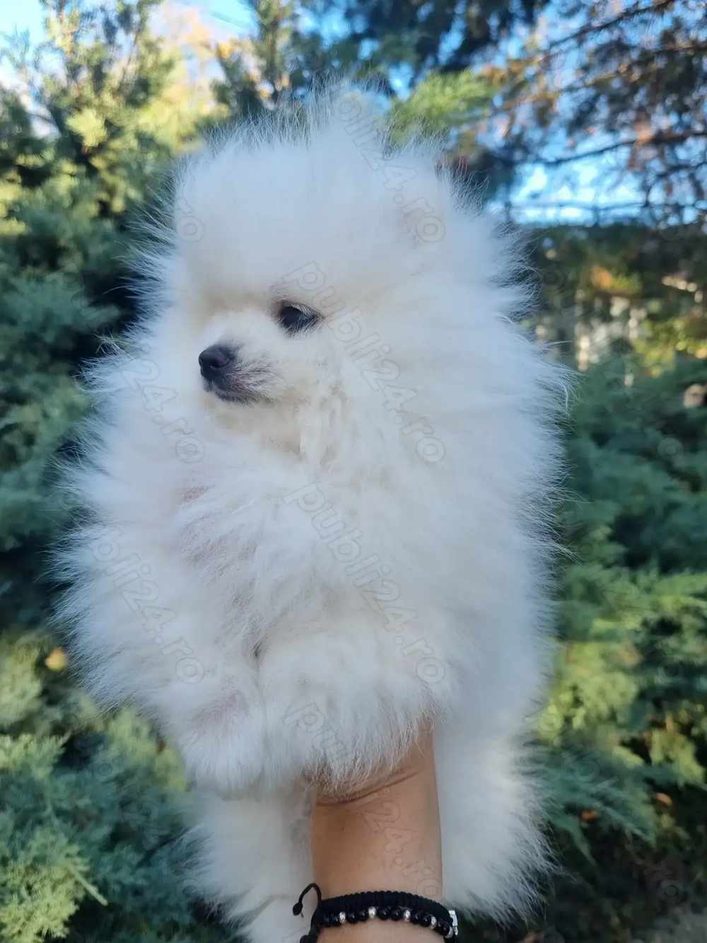 Vând pomeranian alb cu pedigree 