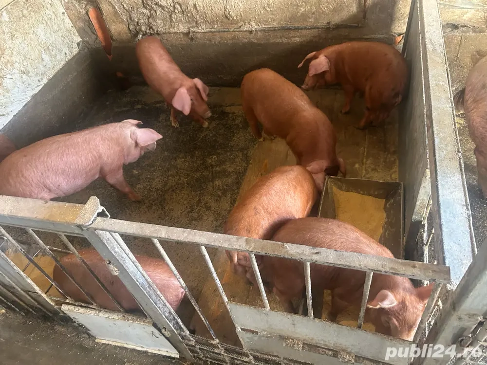 purcei de vanzare de varsta 7 luni