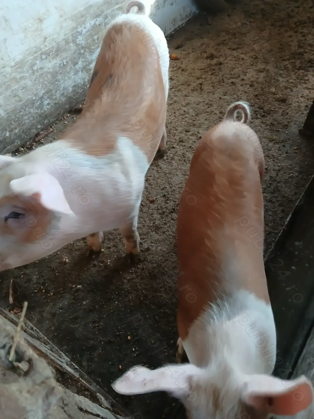 Două purcele de vânzare 