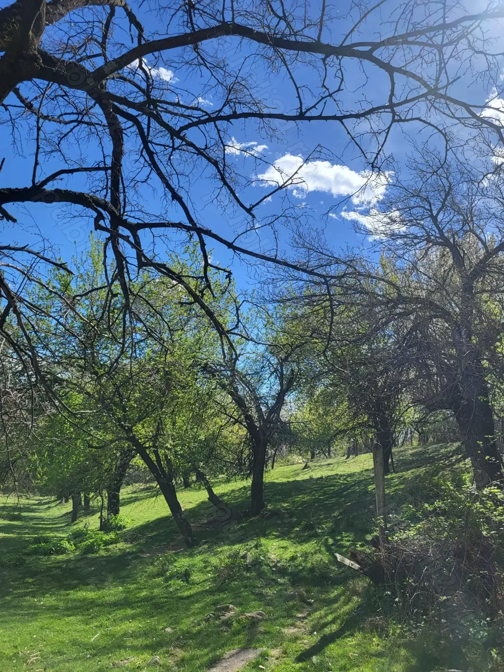 Vand 2 case batranesti in Musetesti Gorj