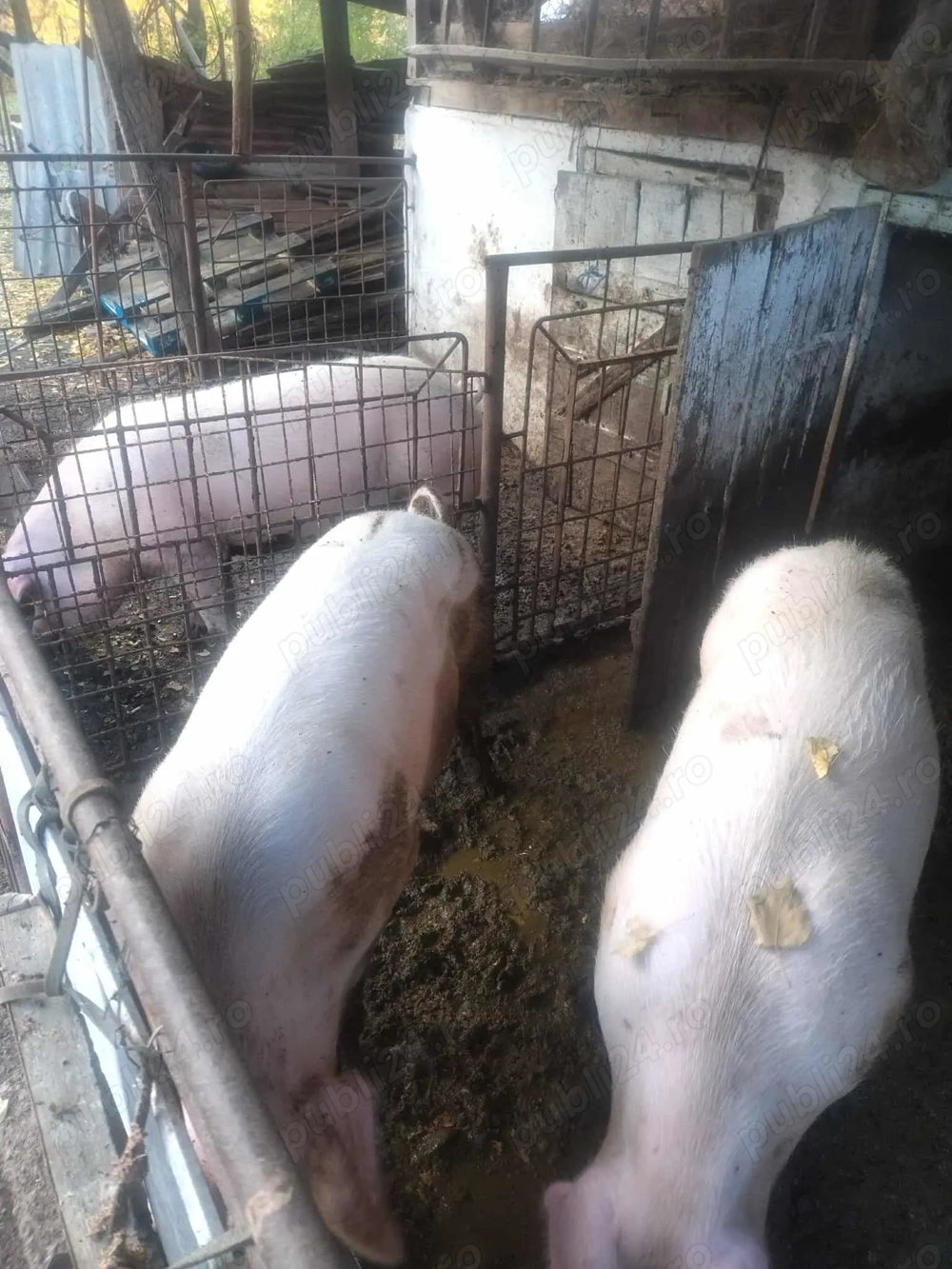 Vand porci de casa pentru carne