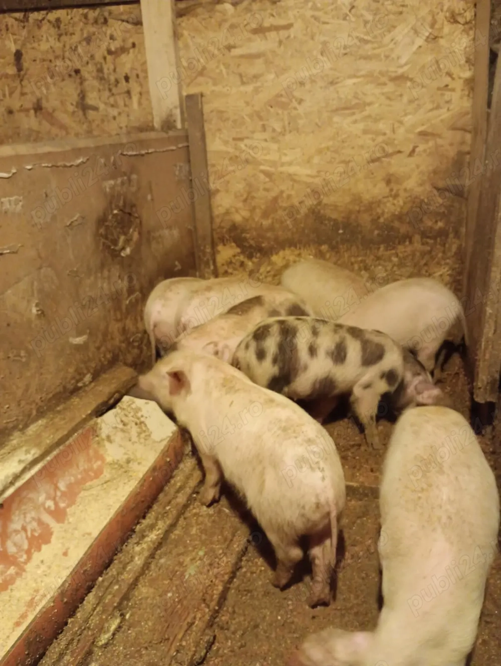 Purcei de vânzare  20 kg aprox .rasă bună 