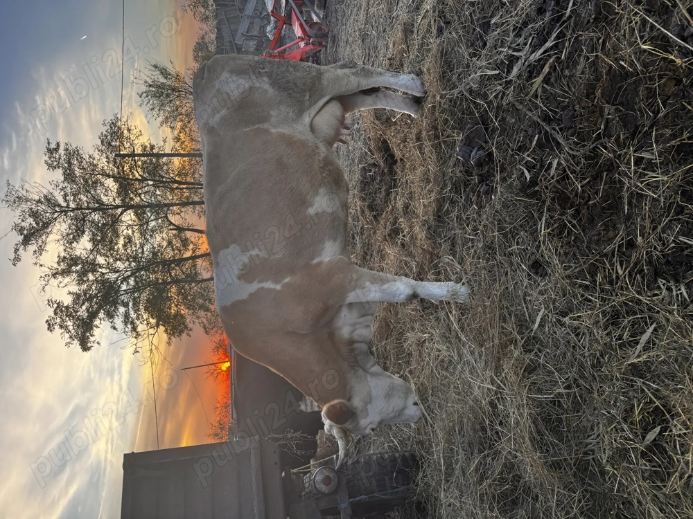 Vaci de vânzare pentru abator 