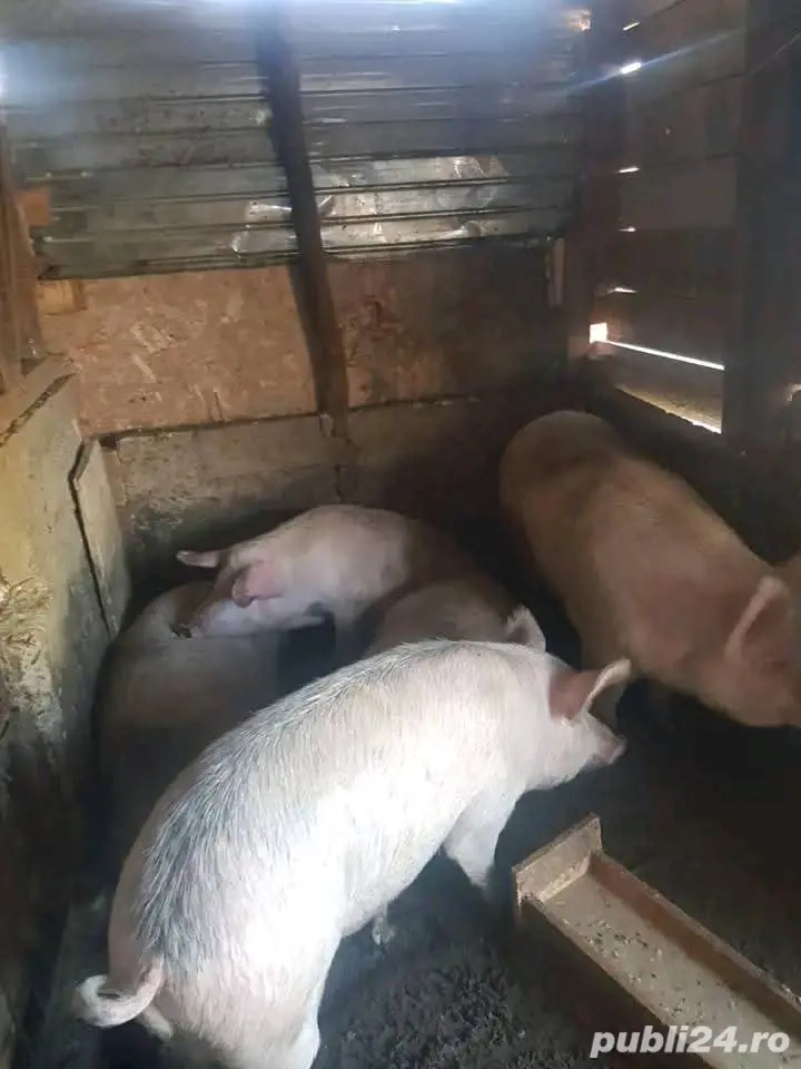 Porci de vanzare