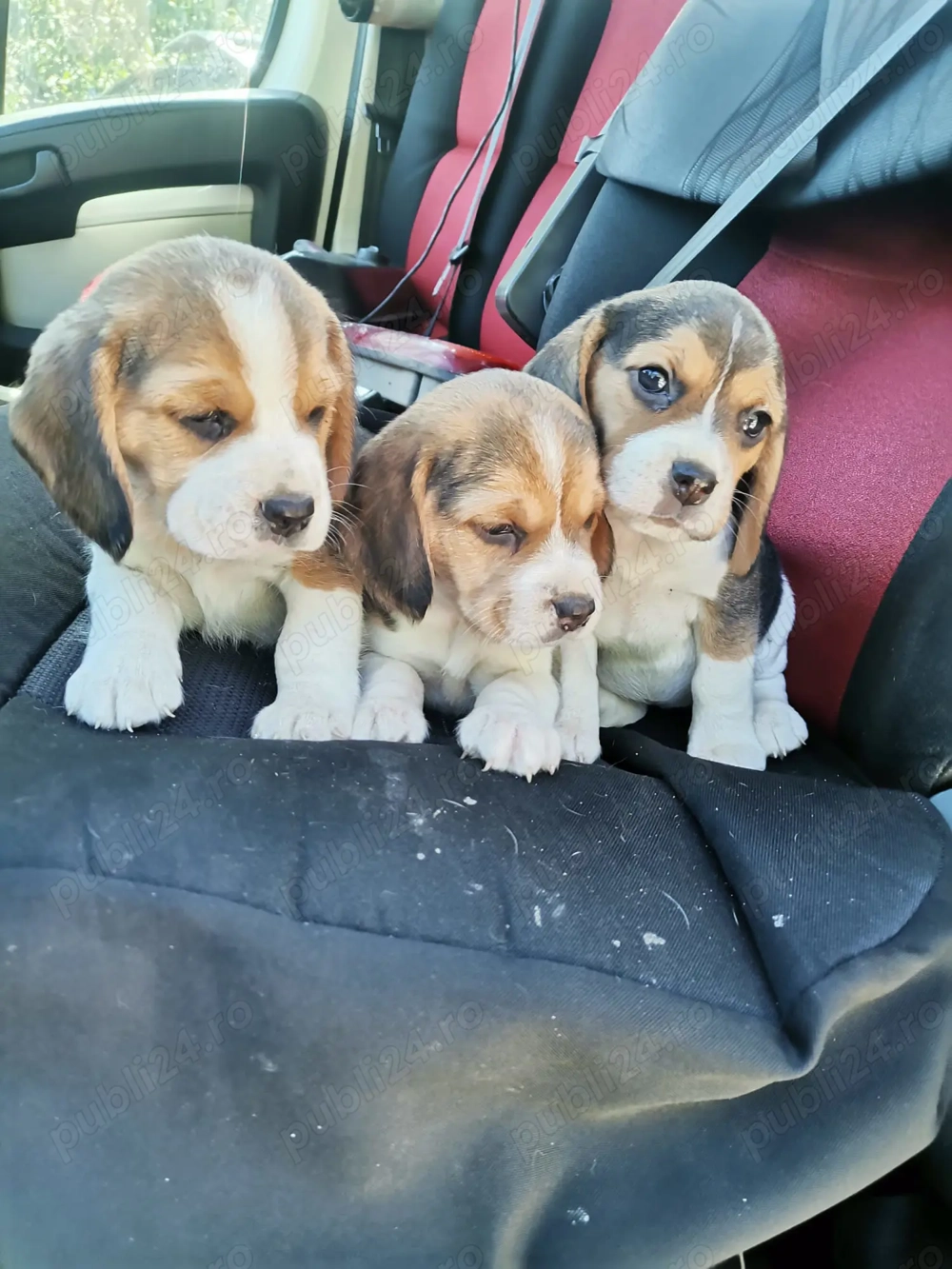Pui Beagle tricolor