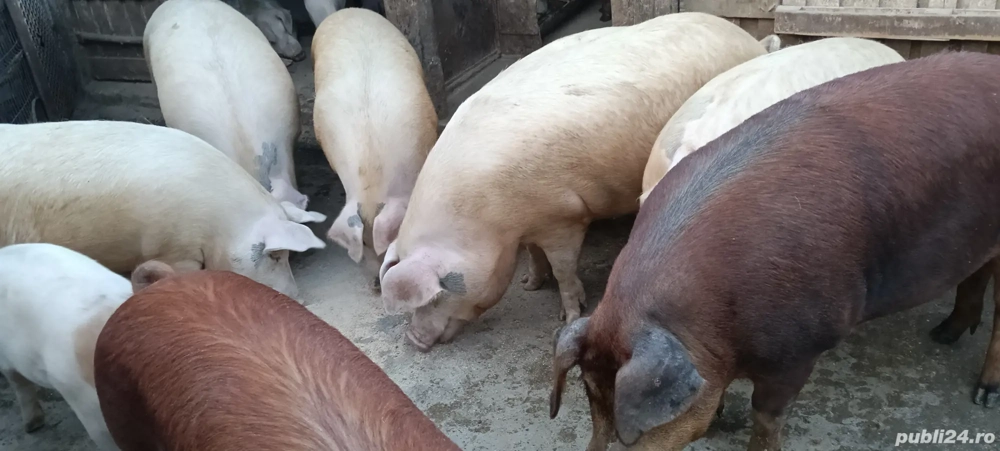 vand porci grasi intre 80 si 200kg cu posibilitate de sacrificare