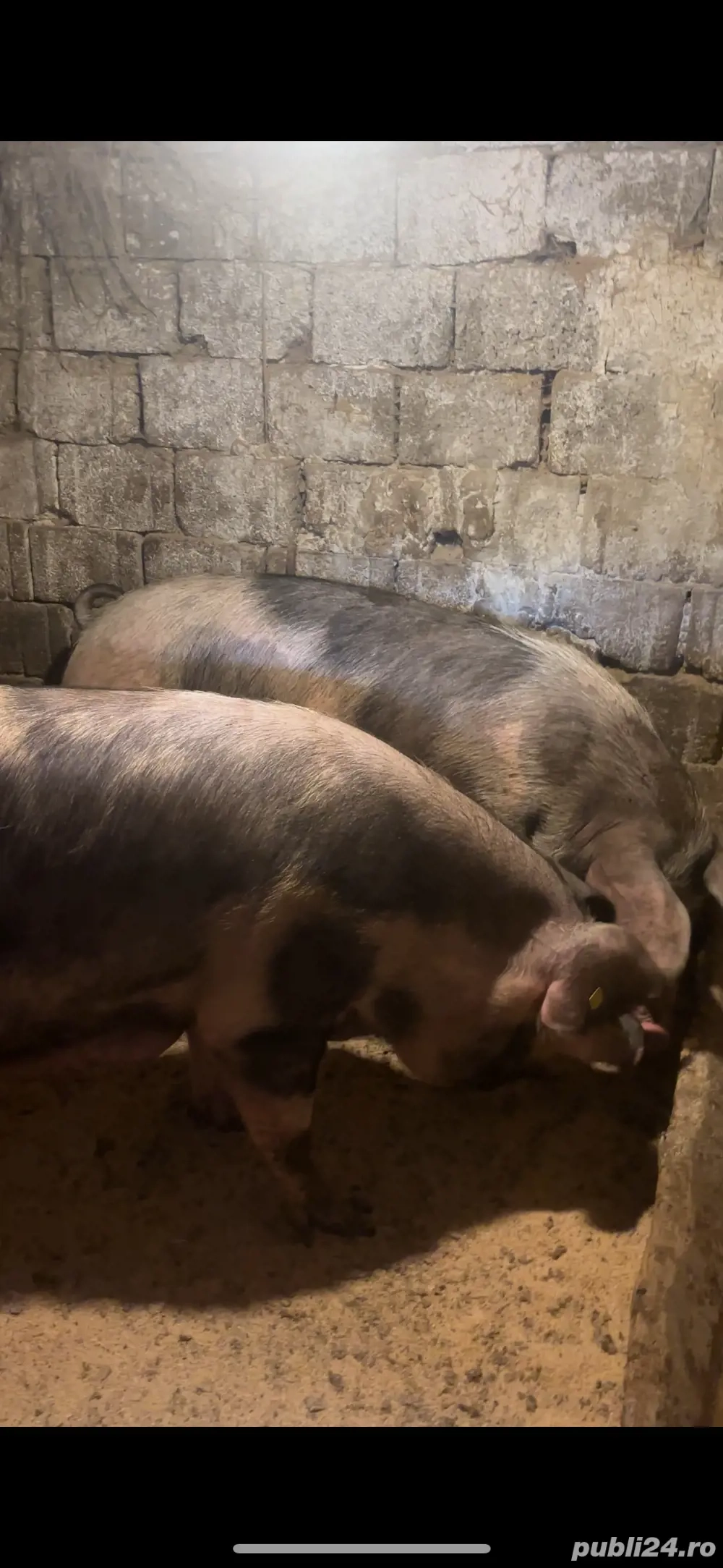 Scroafe Disponibile  Scroafe Disponibile