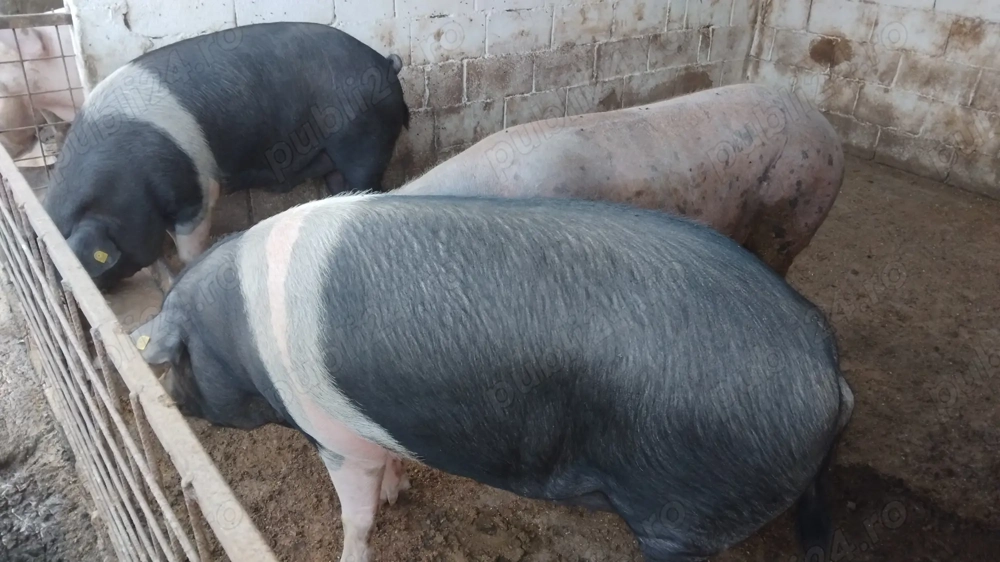 Vand porci pentru craciun 