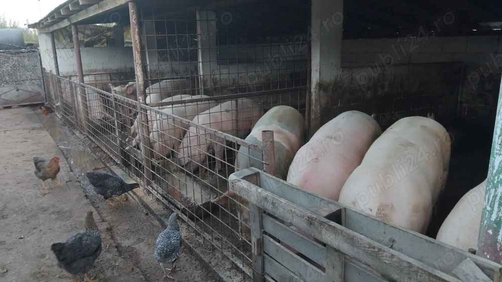 Vand porci pentru craciun 