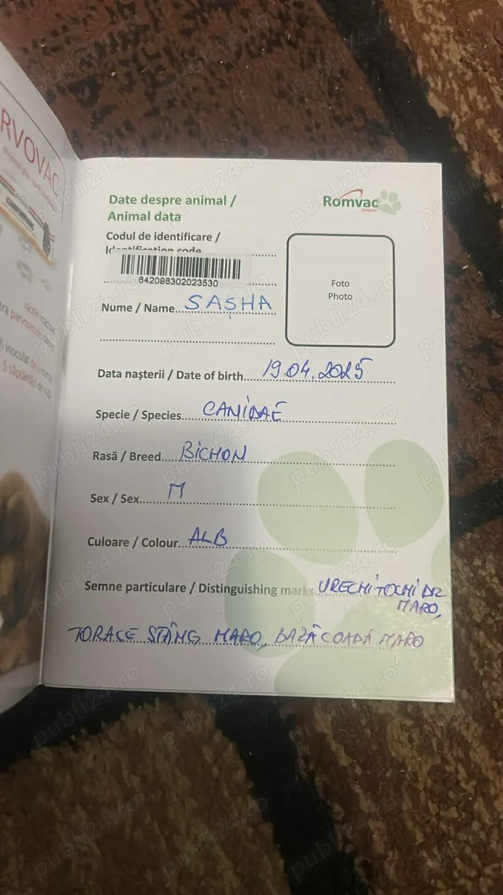 Vând cățel rasa bichon Vând cățel rasa bichon