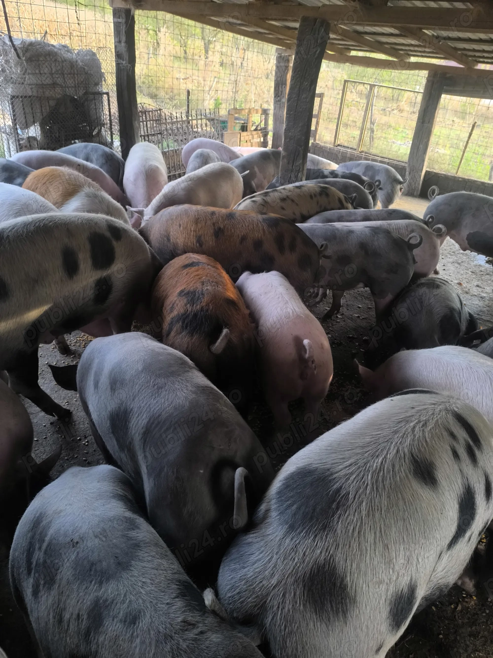 Porci 13 lei kg viu Porci 13 lei kg viu