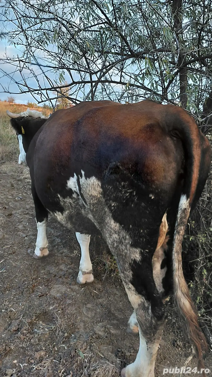 Vand. vaci Vand. vaci