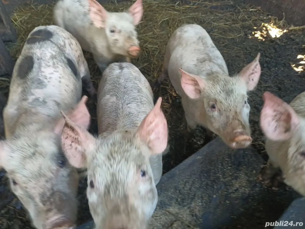 porci pietran porci pietran