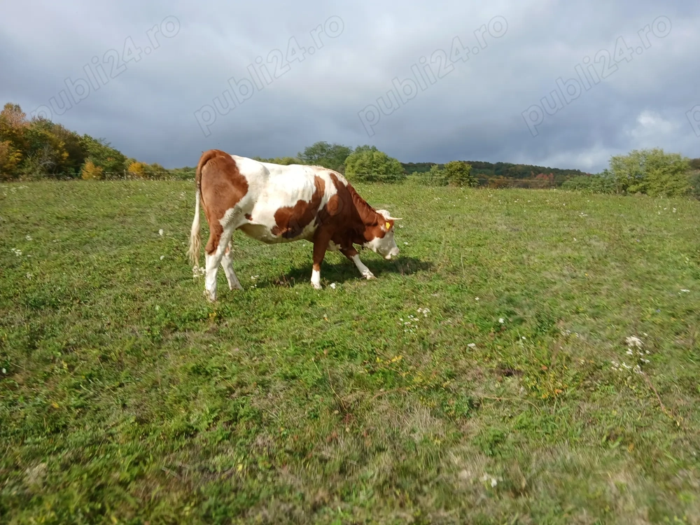 Juninca Baltata Romaneasca cu rosu
