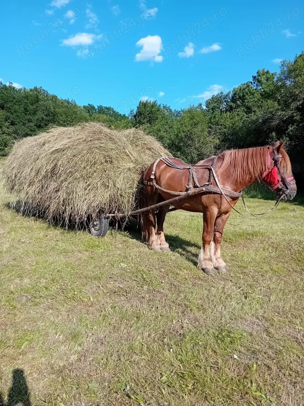 Cal de vânzare Cal de vânzare