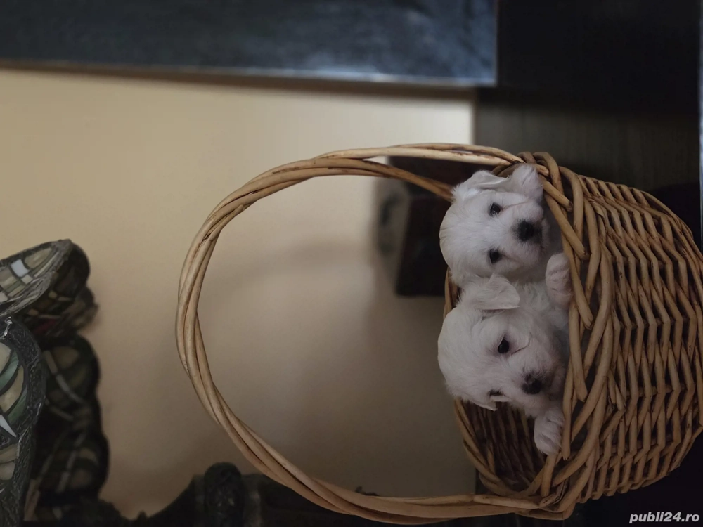 bichon maltez talie mica bichon maltez talie mica