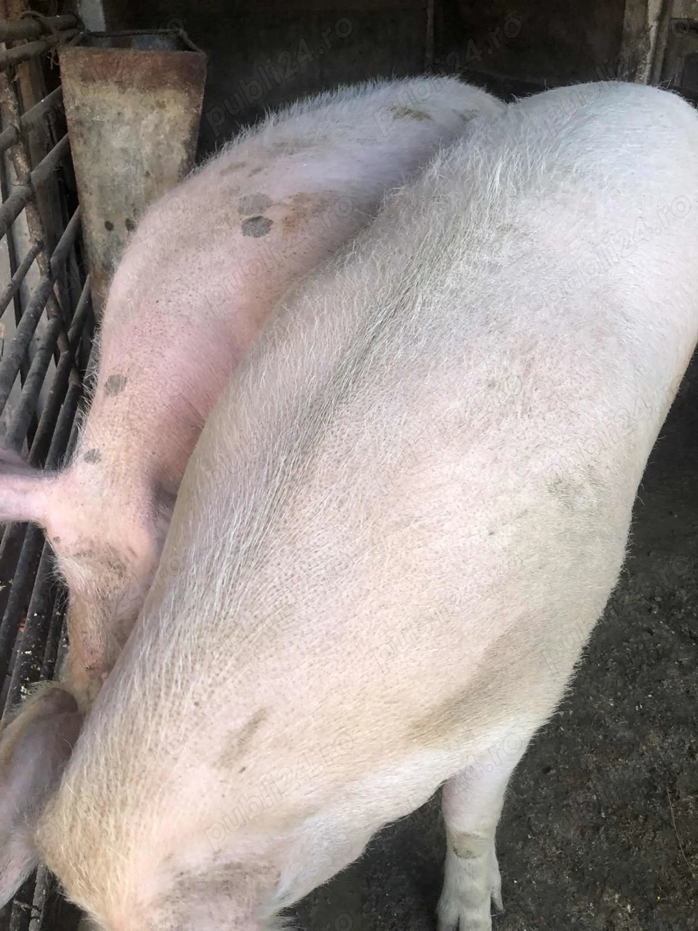 Porci de carne rasa "marele alb"