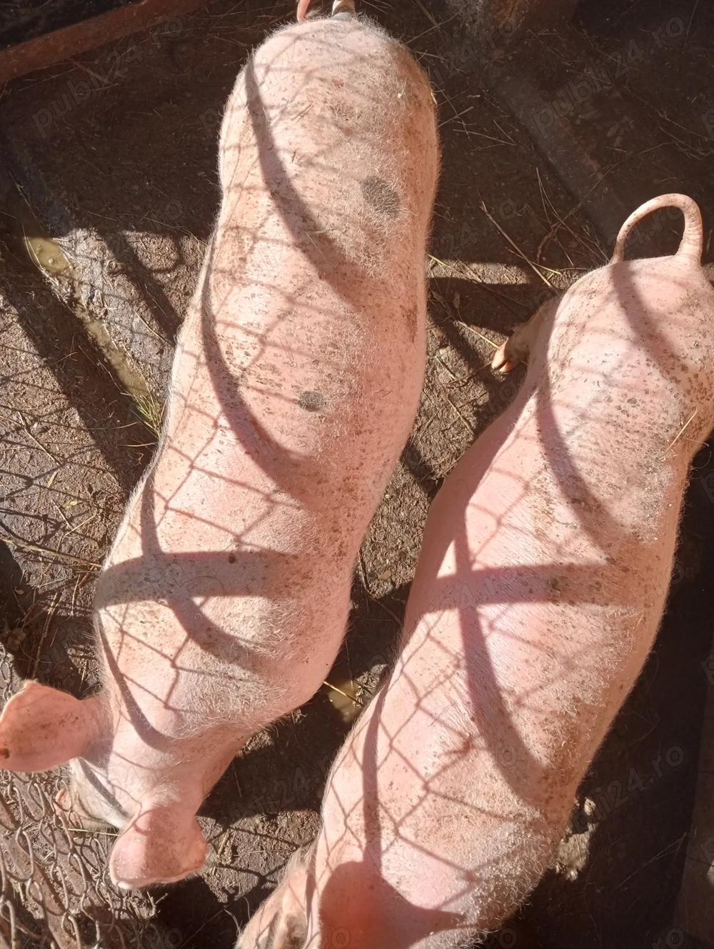 Purcei de vanzare Purcei de vanzare