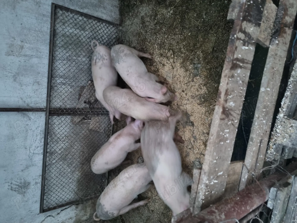 Vând purcei de 10 săptămâni  Vând purcei de 10 săptămâni