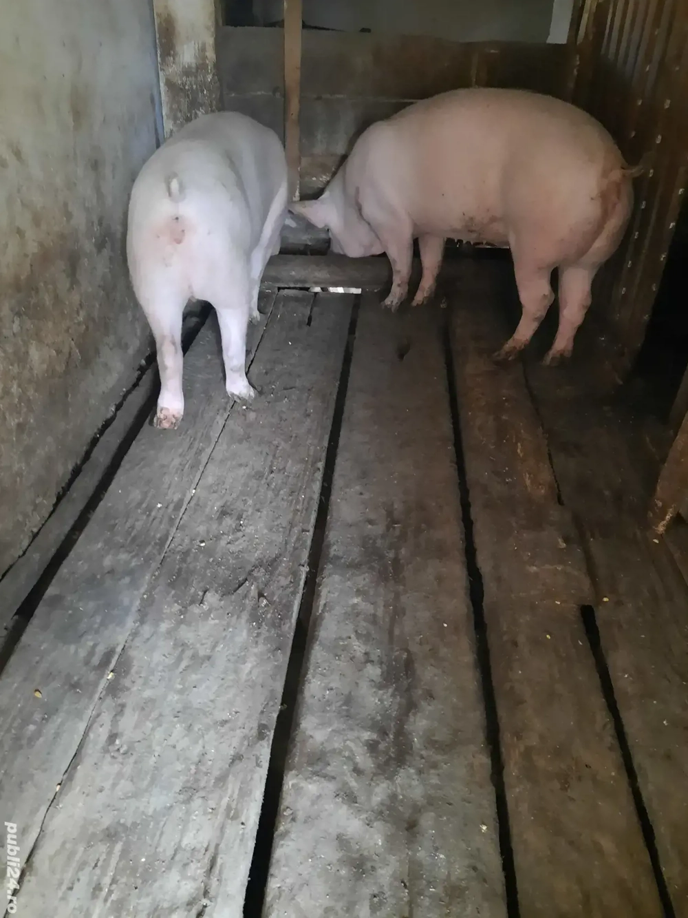 Porci pentri craciun