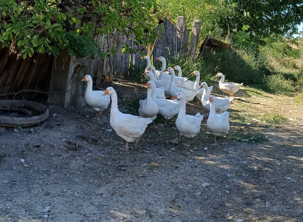 Gaste Emden De Vanzare Gaste Emden De Vanzare